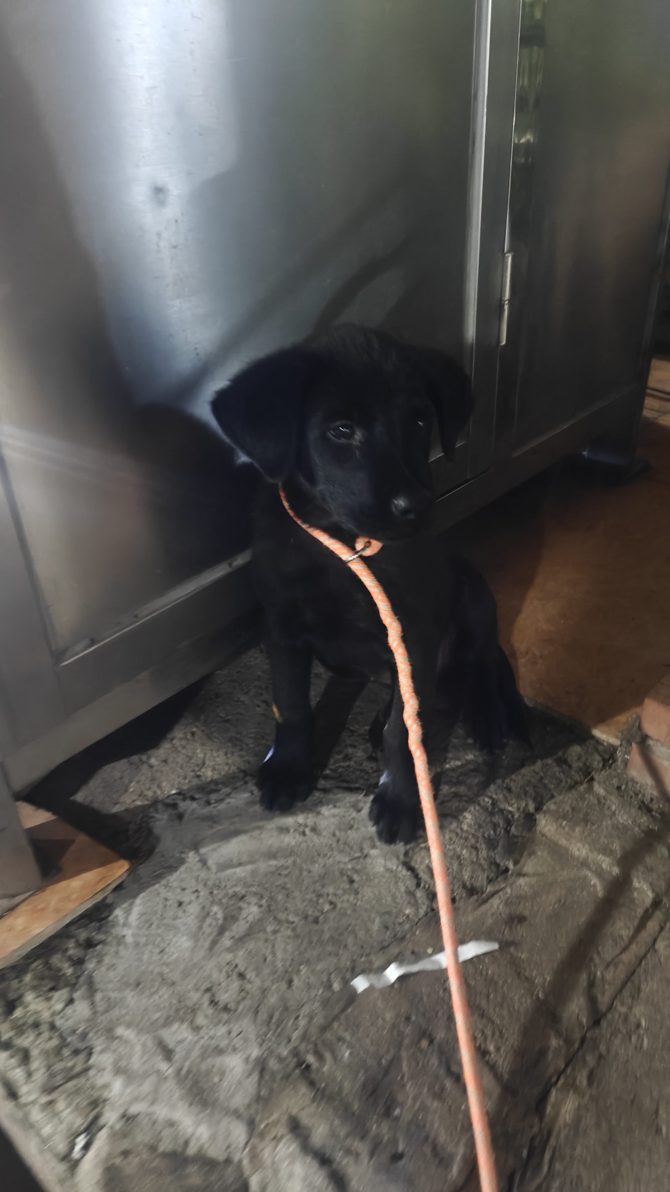 稀有黑色的拉布拉多